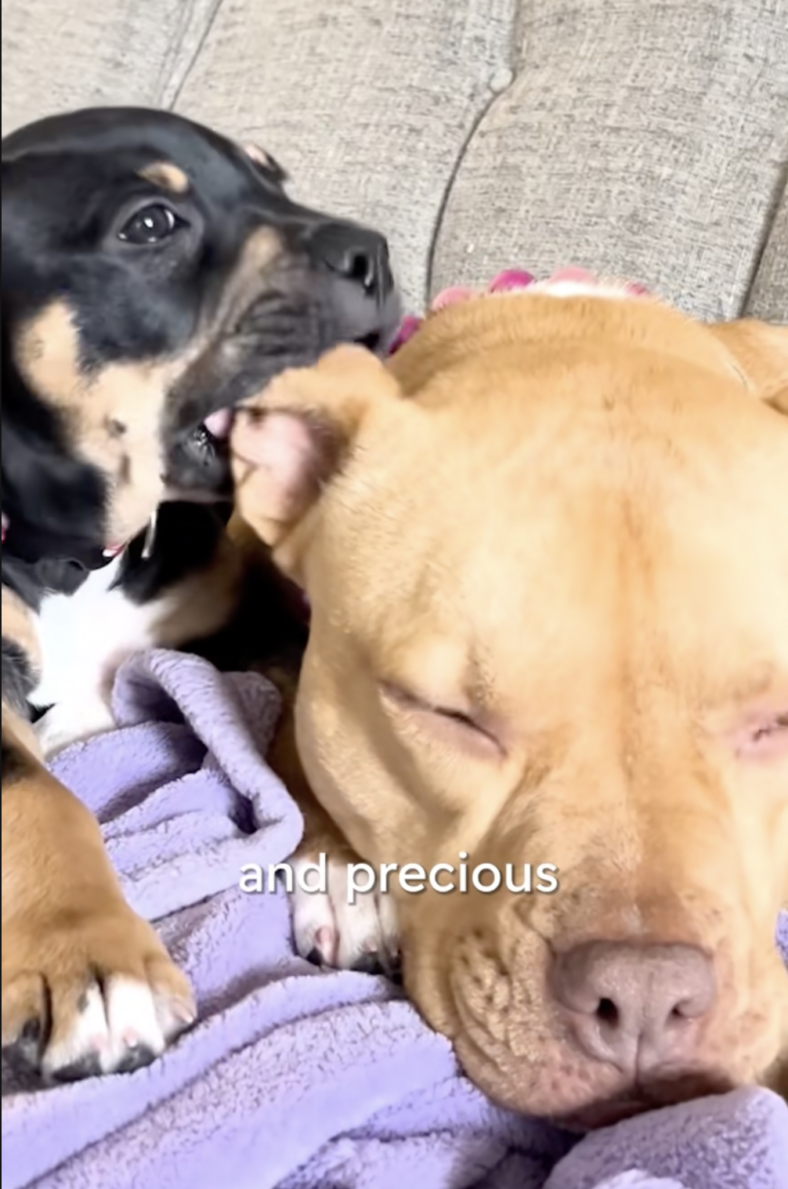 This Pitbull's Obsession With Small Animals Is The Sweetest Thing You'll See Today